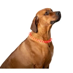 Best Pet Comfort  LED hondenhalsband 2 kleuren assorti